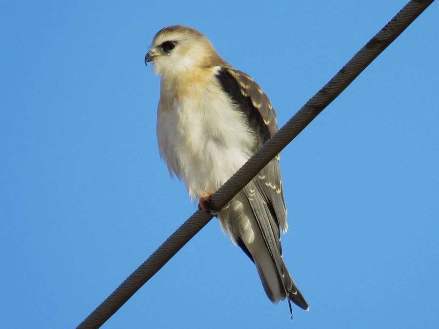 الحدأة السوداء تتكاثر لأول مرة في مرج ابن عامر